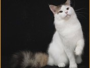 国内缅因猫舍_欧洲缅因猫_缅因猫证书_缅因猫的嘴