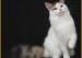 缅因猫黑白色算什么色？不同阶段的缅因猫体重详情？