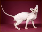 斯芬克斯猫多少钱_斯芬克斯猫的价格_斯芬克斯大概什么价?