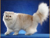 如何延长波斯猫的寿命?