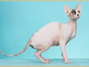 斯芬克斯猫容易生病吗?斯芬克斯猫生病的表现