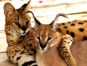 【薮猫】养薮猫合法吗?薮猫价格多少钱?