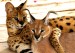 世界十大禁养名猫：缅因猫、挪威森林猫、布偶猫？