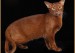 阿比西尼亚猫颜色，谈阿比西尼亚猫红色