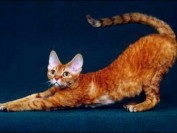 德文卷毛猫什么颜色贵?德文卷毛猫最贵的颜色?