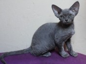 如何挑选德文卷毛猫?谈德文卷毛猫缺陷