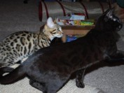 豹猫有全黑色的吗?谈全黑系豹猫