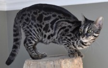谈孟加拉豹猫深色中的木炭色孟加拉豹猫