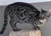 谈孟加拉豹猫深色中的木炭色孟加拉豹猫