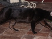 豹猫有返祖黑色吗?谈孟加拉豹猫黑色