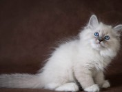 西伯利亚森林猫传统色,谈涅瓦色西伯利亚森林猫