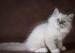 西伯利亚森林猫传统色，谈涅瓦色西伯利亚森林猫