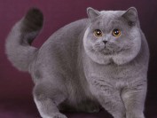 英国短毛猫性格好吗?英国短毛猫性格咋样?