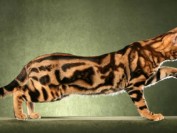 孟加拉豹猫花纹分类,谈孟加拉豹猫大理石纹