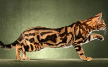 孟加拉豹猫花纹分类，谈孟加拉豹猫大理石纹