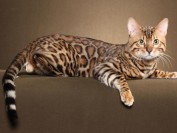 《孟加拉豹猫回新家注意事项篇》