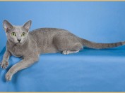 纯种俄罗斯蓝猫怎么辨别鉴定？