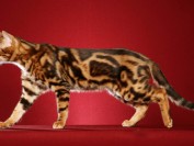 孟加拉豹猫颜色大全,谈孟加拉豹猫颜色种类