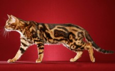 孟加拉豹猫颜色大全，谈孟加拉豹猫颜色种类
