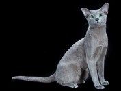 俄罗斯蓝猫眼睛颜色的变化过程