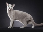 蓝猫是什么猫?蓝猫价格多少钱一只?