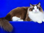 布偶猫颜色分类介绍_布偶猫颜色种类_布偶猫颜色