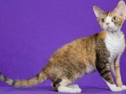 如何养德文卷毛猫?养德文猫感受