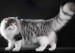 《世界名宠俱乐部的挪威森林猫知识系列》