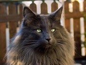 挪威森林猫颜色大全,谈虎斑挪威森林猫