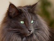 挪威森林猫颜色介绍，谈纯色挪威森林猫