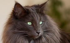 挪威森林猫颜色介绍，谈纯色挪威森林猫