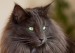挪威森林猫是巨型猫吗？谈挪威森林猫和缅因猫