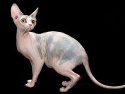 斯芬克斯猫总出油,斯芬克猫怎样少出油?