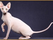 斯芬克斯白皮蓝眼缺陷,谈斯芬克斯猫蓝眼失聪