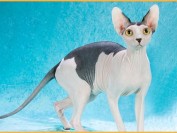 养斯芬克斯无毛猫的体验?谈养斯芬克斯猫经历