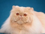 《波斯猫买猫入门必读篇电子书》