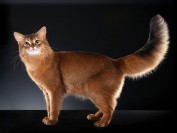 《世界名宠俱乐部的索马里猫知识系列》