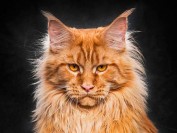 谈赛级缅因猫、繁育级缅因猫、宠物级缅因猫的区分