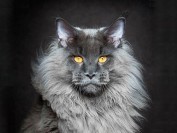 《缅因猫买猫入门必读篇电子书》