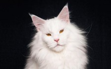 《缅因猫品相详解电子书》缅因猫品相鉴定