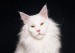 缅因猫颜色大全：红色、白色、黑色、蓝色等纯色缅因猫