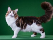 怎样识别纯种缅因猫?怎么看缅因猫的品相啊?纯种缅因猫特征