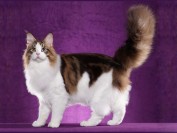 CFA猫咪品种大全《纯种猫系列知识大全电子书》