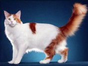 带血统证书的缅因猫应该去哪里买，缅因猫中国有得卖吗？