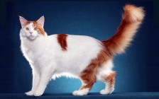 CFA缅因猫品相鉴定，纯种缅因猫的品相标准详解