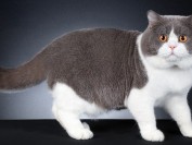 英短适合吃什么猫粮?英国短毛猫吃什么猫粮好?