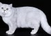 《世界名宠俱乐部的英国短毛猫知识系列》
