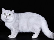 纯种猫繁育课程,繁育核心技术详解,纯种猫繁育的核心秘密