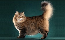 《西伯利亚森林猫品相详解电子书》西伯利亚猫品相鉴定