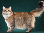 西伯利亚猫多少钱一只?谈西伯利亚森林猫价格